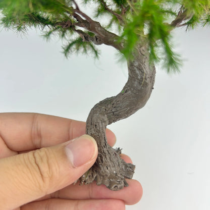 Miniature twisted bonsai pine arranged with wooden fence and country path to build misty oriental rural diorama landscape