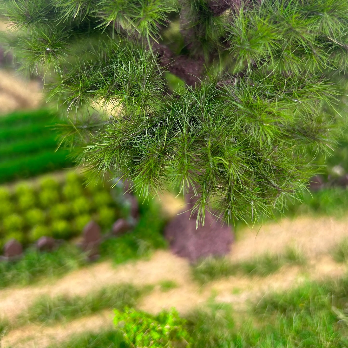 mini_model_pine_tree_farm_scene_07.webp 
Alt文本：Scale pine tree model matched with fence crop field miniature scenery to build rural farm diorama layout
